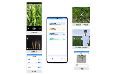 自贡市小麦亩穗数分析仪IN-XM02