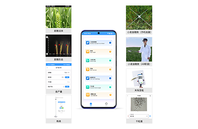 自贡市小麦表型测量仪IN-XM05